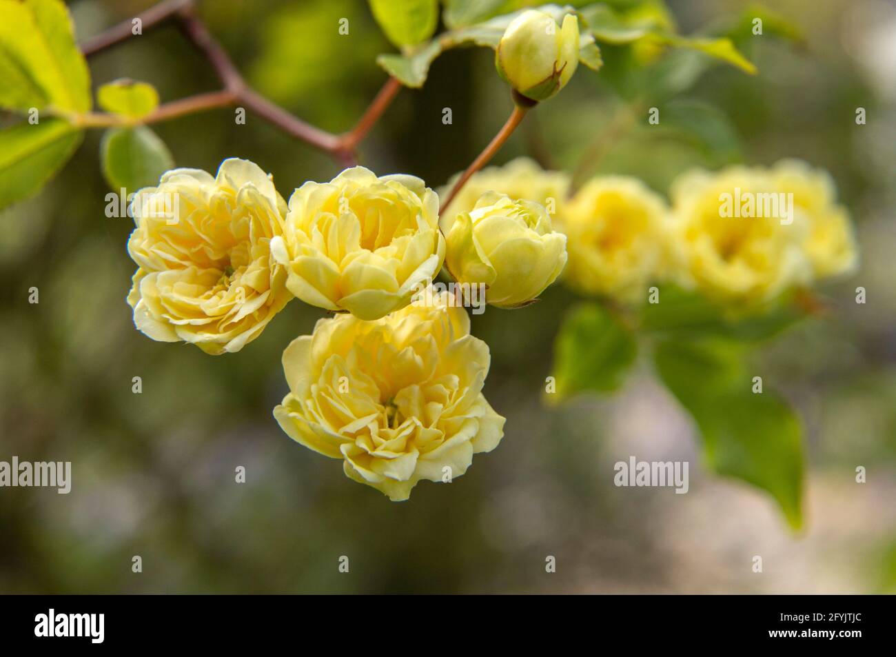 Tiny flowers of the Lady Banks Rose, a vigorous yellow climbing rose.Yellow banksian rose