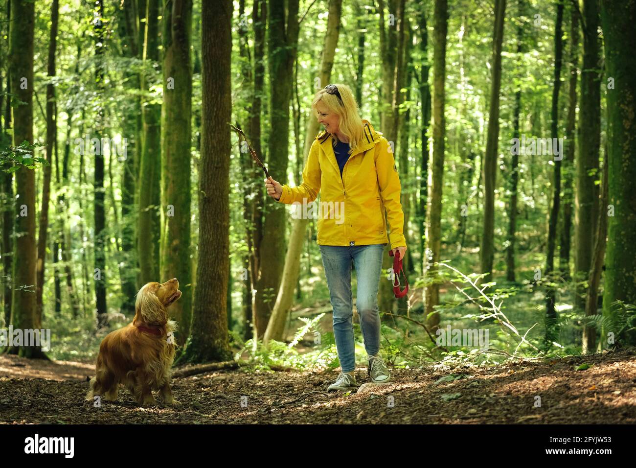 Woman in a yellow coat walking and playing with her cocker spaniel dog