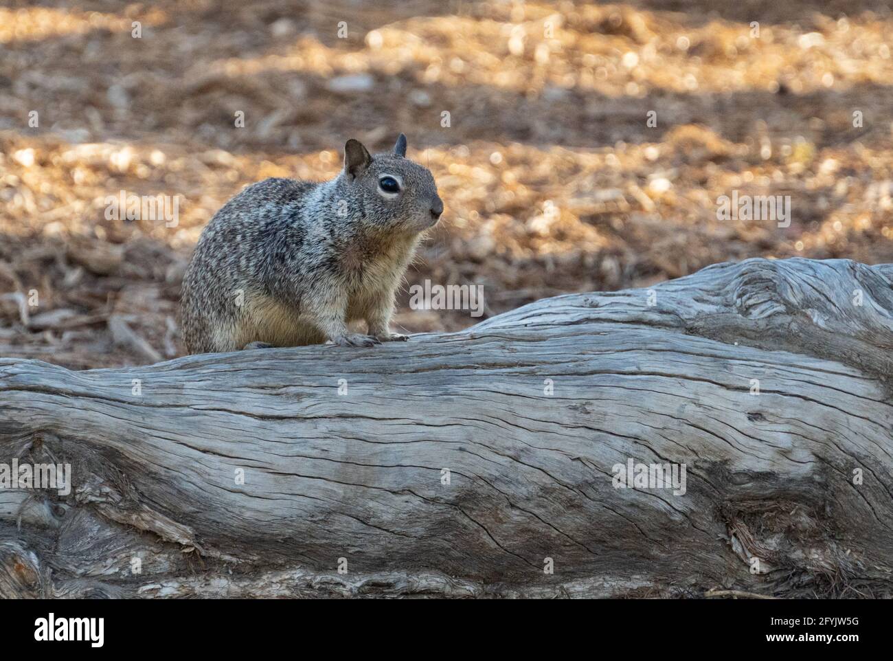 A ground squirrel perches on a tree trunk in Santa Monica, California, USA Stock Photo