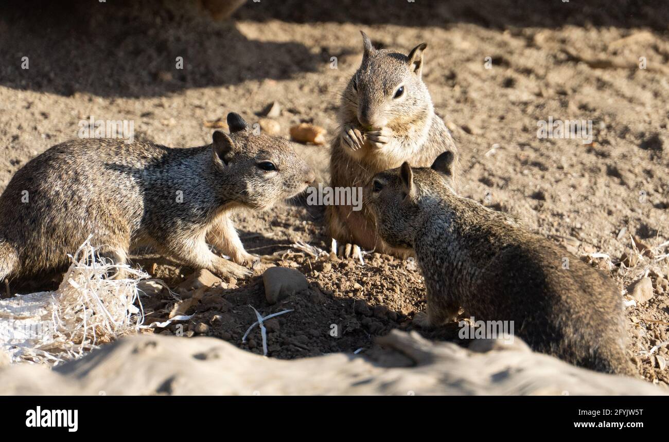 Three ground squirrels enjoy a snack in Santa Monica, California, USA Stock Photo
