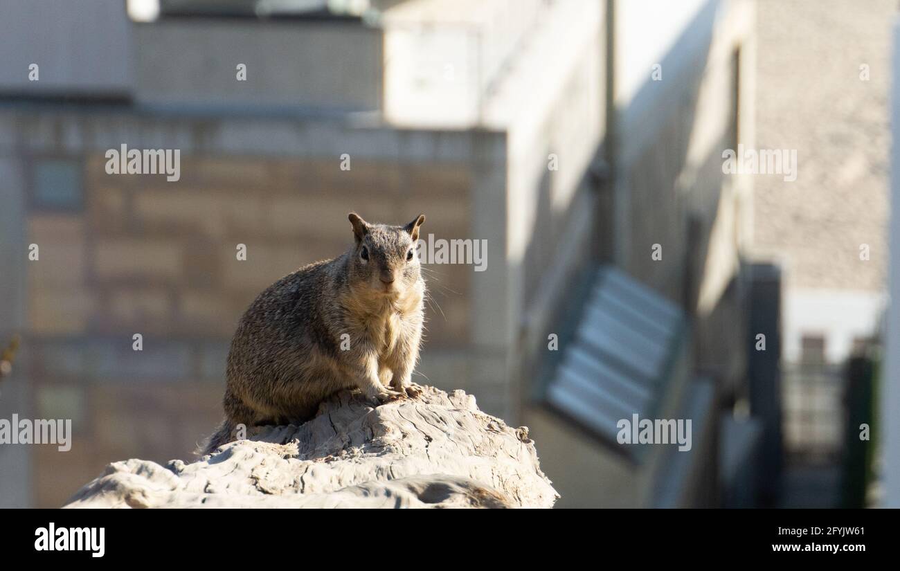 A ground squirrel perches on a rock above a beach house in Santa Monica, California, USA Stock Photo