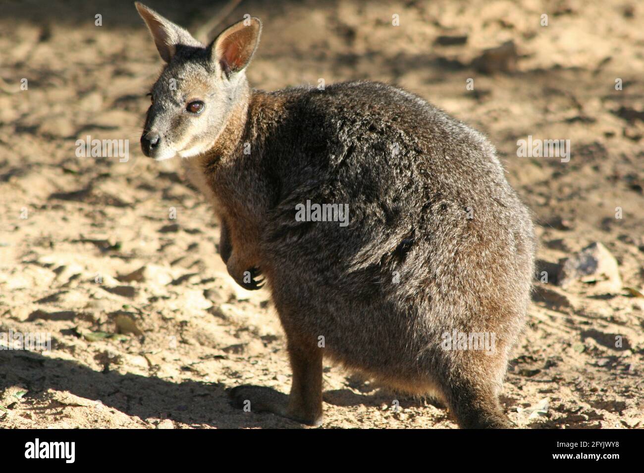 wallaby in a zoo in france Stock Photo Alamy