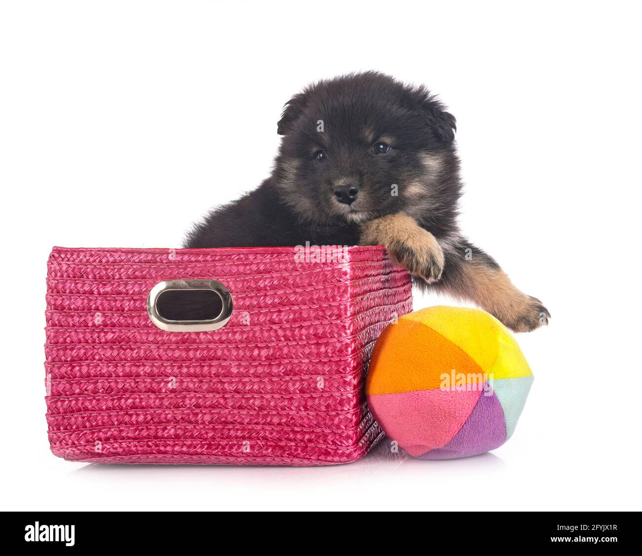puppy Finnish Lapphund in front of white background Stock Photo - Alamy