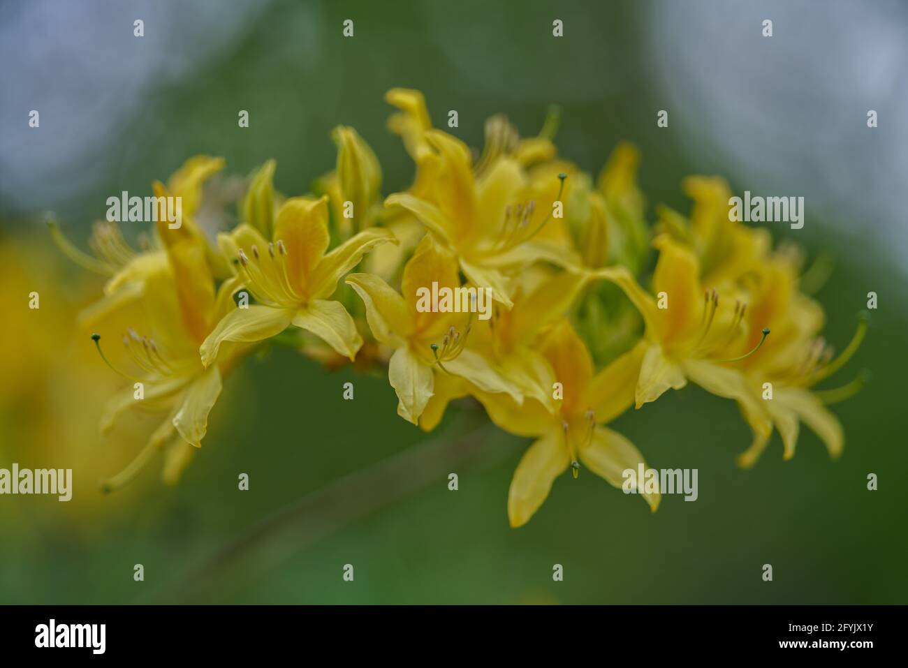 View of azalea rhododendron flower in full bloom close-up beautiful delicate ...