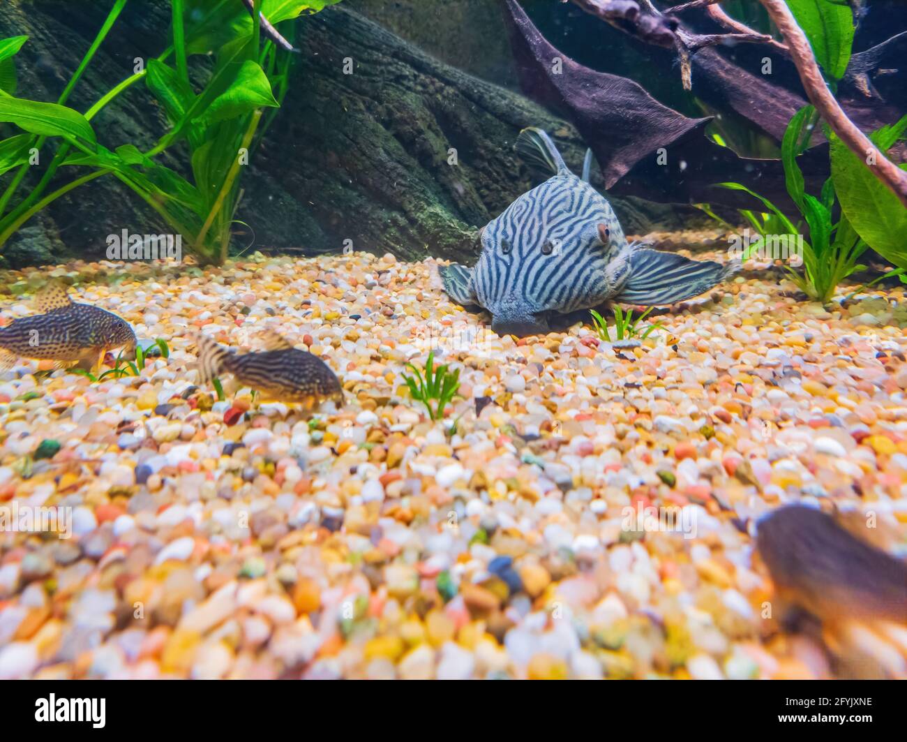 Close up shot of Panaque nigrolineatus cleaning the ground at San Francisco Stock Photo