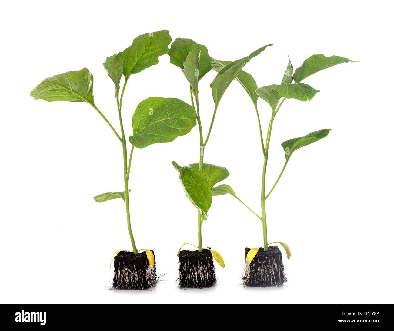 young eggplants in front of white background Stock Photo Alamy