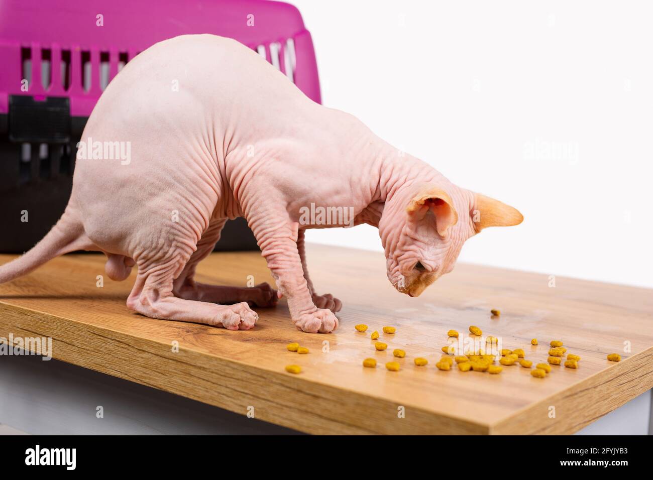 sphynx cat eating