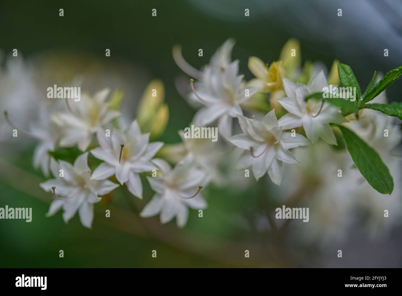 Image showcasing azalea rhododendron flower in full bloom close-up beautiful delicate ...