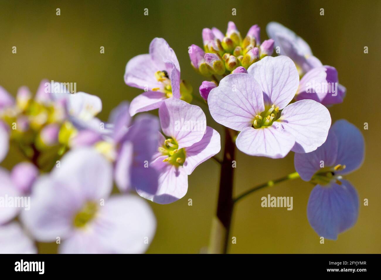 Cuckooflower or Lady's Smock (cardamine pratensis), close up showing the clustered flowerhead, focusing on a single open flower. Stock Photo