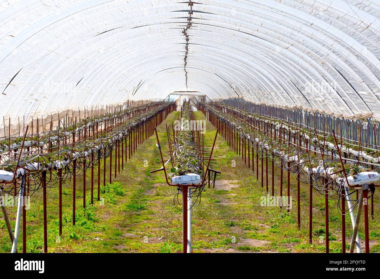 Interior shot of one of many polytunnels or greenhouses set up for the production of soft fruit on a farm in Angus, Tayside, Scotland. Stock Photo