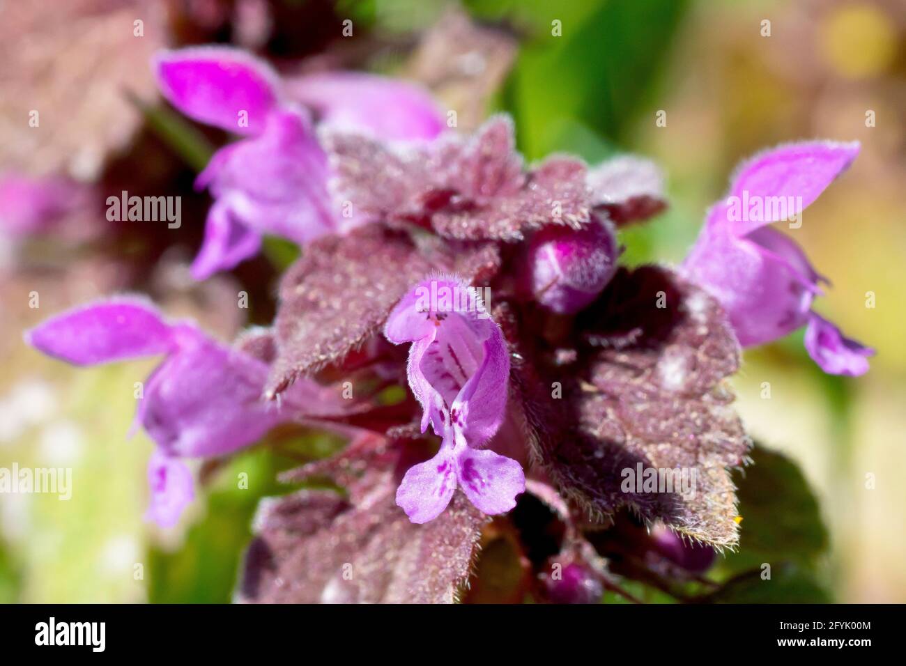 Red Deadnettle (lamium purpureum), close up of the top of the plant showing the flowers and the reddish, purplish leaves. Stock Photo
