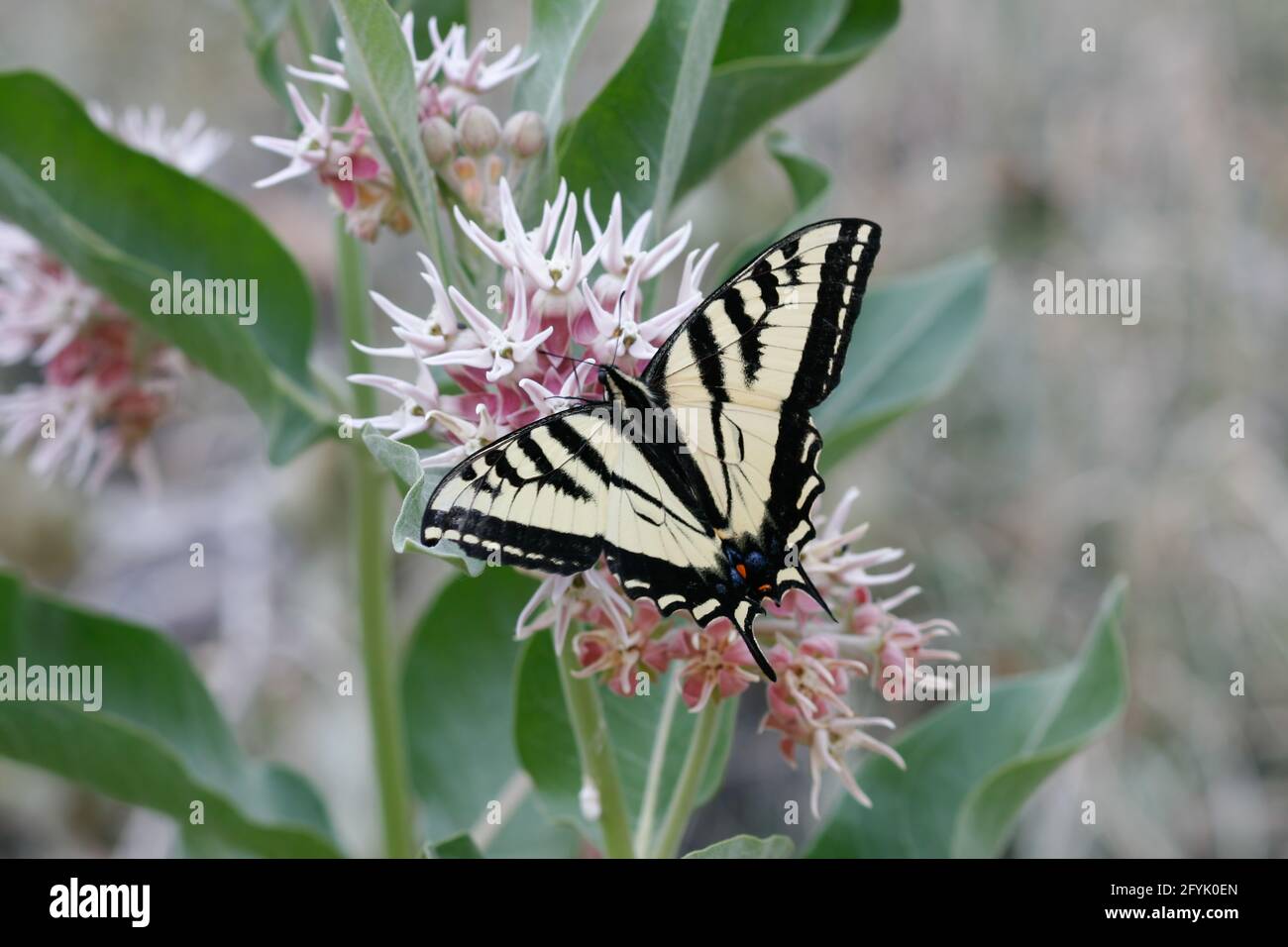 A Western Swallowtail Butterfly, Papilio rutulus, feeding on flowers of the Showy Milkweed in Utah. Stock Photo