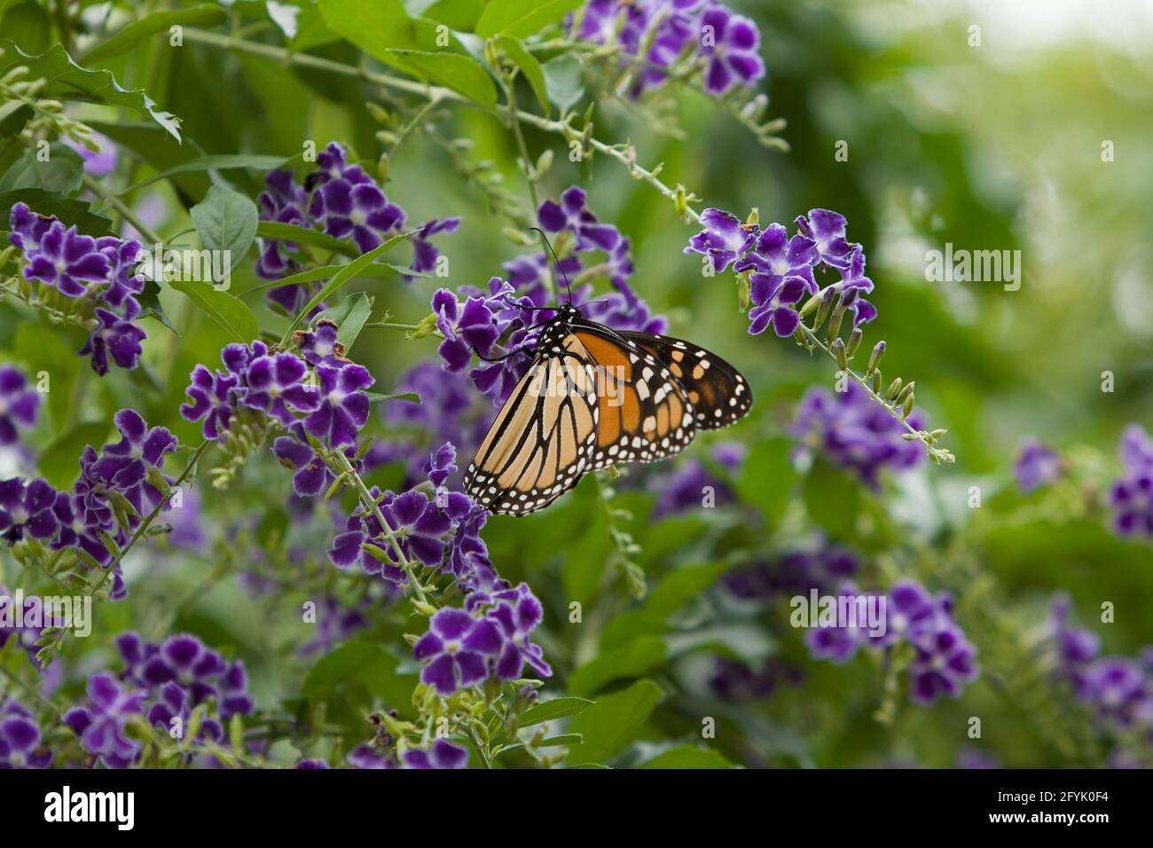 A Monarch Butterfly feeding on the flowers of the Golden Dew Drop - Duranta repens, at the San Antonio Zoo. Stock Photo