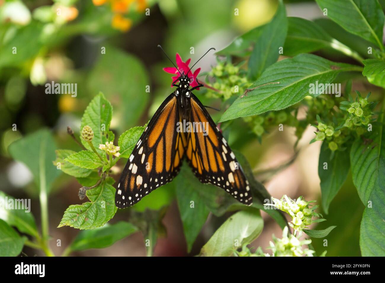 A Monarch Butterfly, Danaus plexippus, in the butterfly house of the