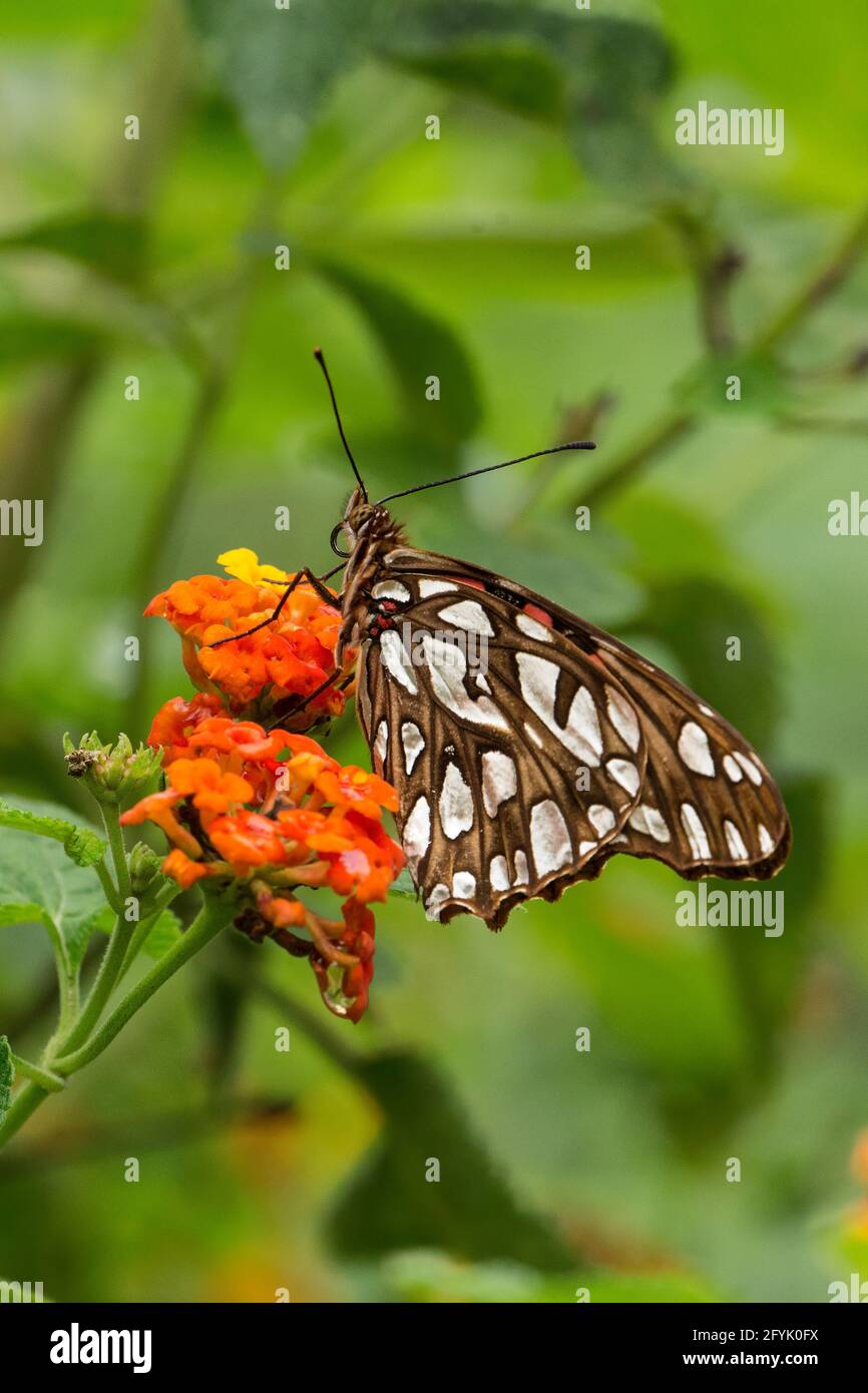 Mexican Silverspot Butterfly,  Dione moneta poeyii, on a flower in the Atitlan Nature Reserve near Panajachel, Guatemala. Stock Photo