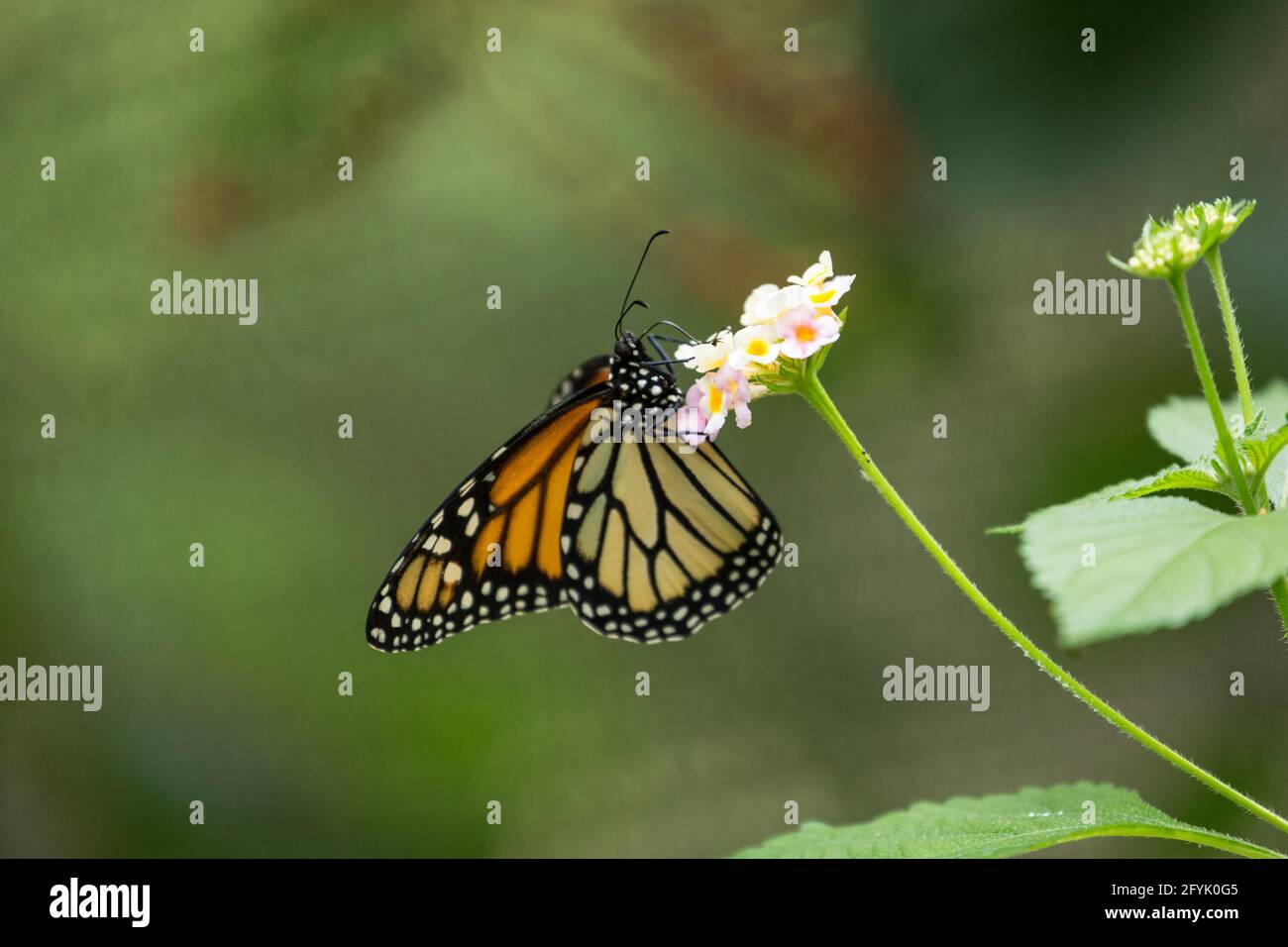 A Monarch Butterfly, Danaus plexippus, in the butterfly garden in the