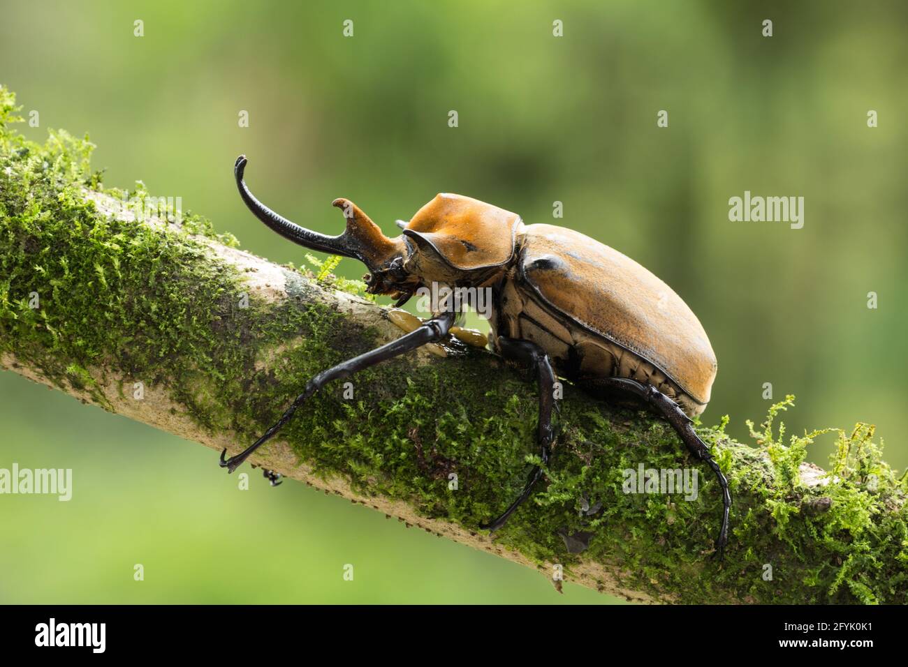 Elephant beetle hires stock photography and images Alamy
