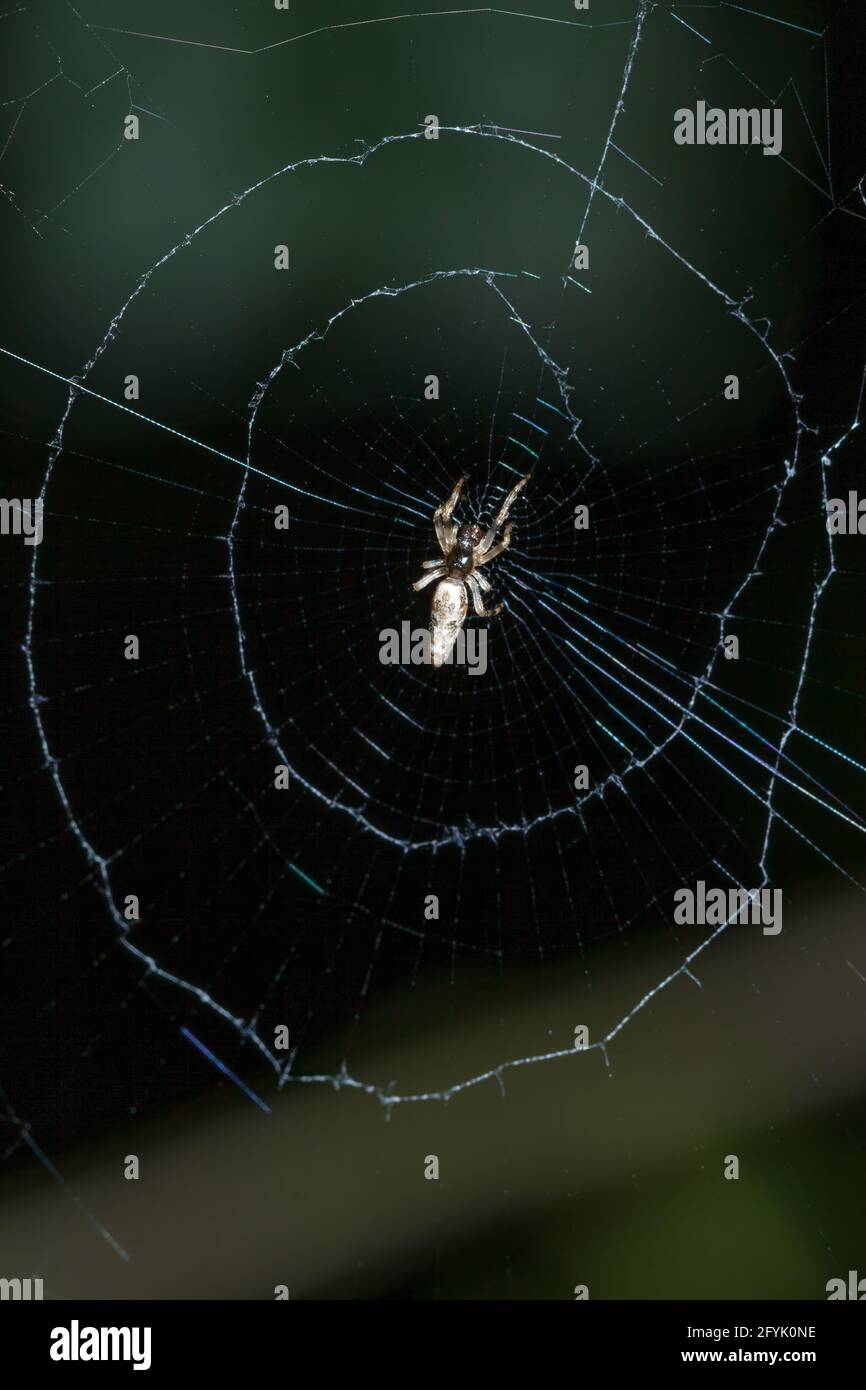 A trashline orbweaver spider, Cyclosa caroli, on its web in Costa Rica. Stock Photo