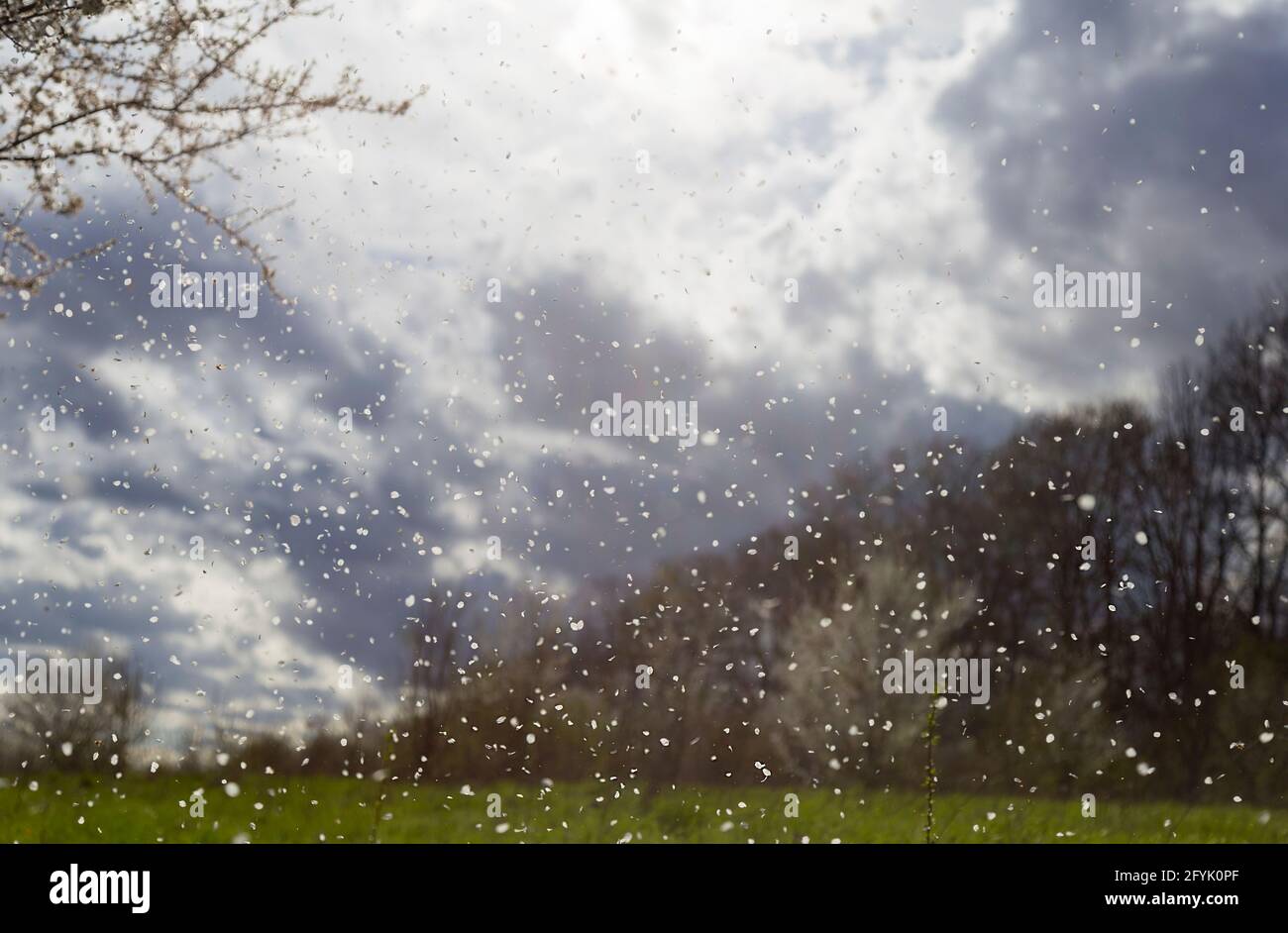 Apple orchard with storm clouds hi-res stock photography and images - Alamy