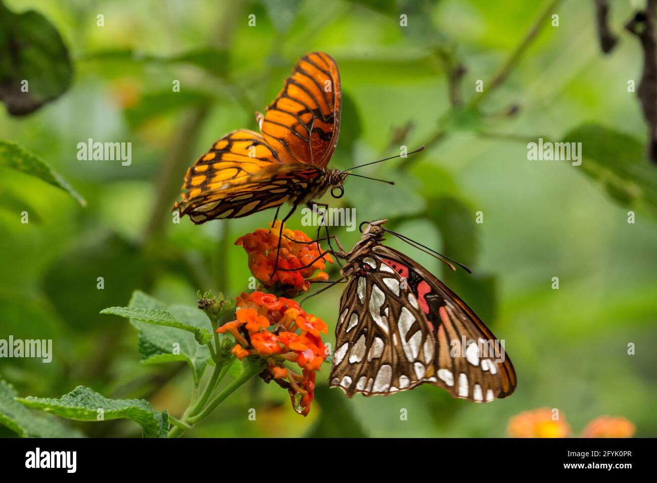 Two Mexican Silverspot Butterflies,  Dione moneta poeyii, on a flower in the Atitlan Nature Reserve near Panajachel, Guatemala. Stock Photo