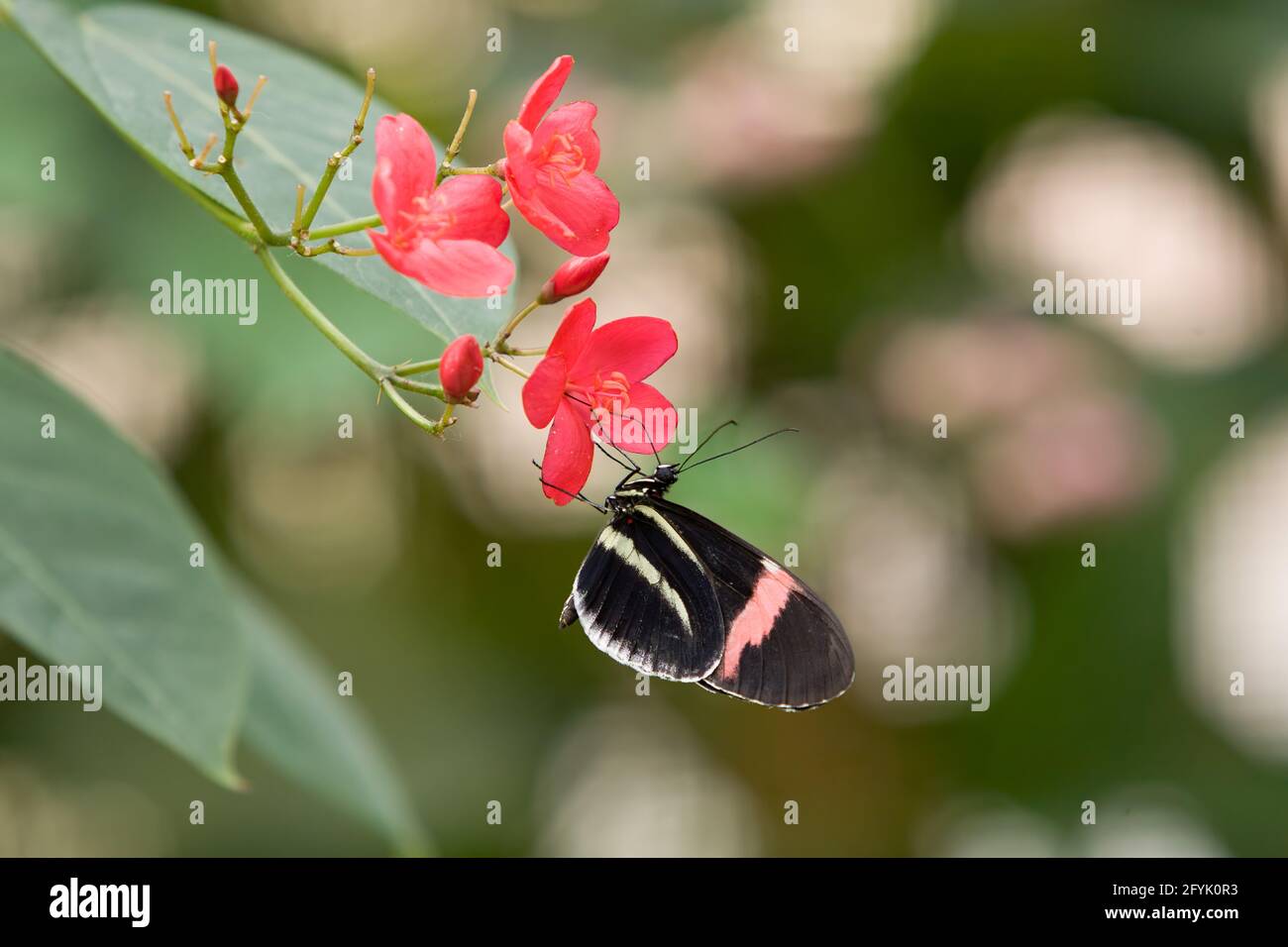Postman Butterfly, Common Postman, Heliconius melpomene rosina.  This subspecies found in Costa Rica & Panama. Stock Photo