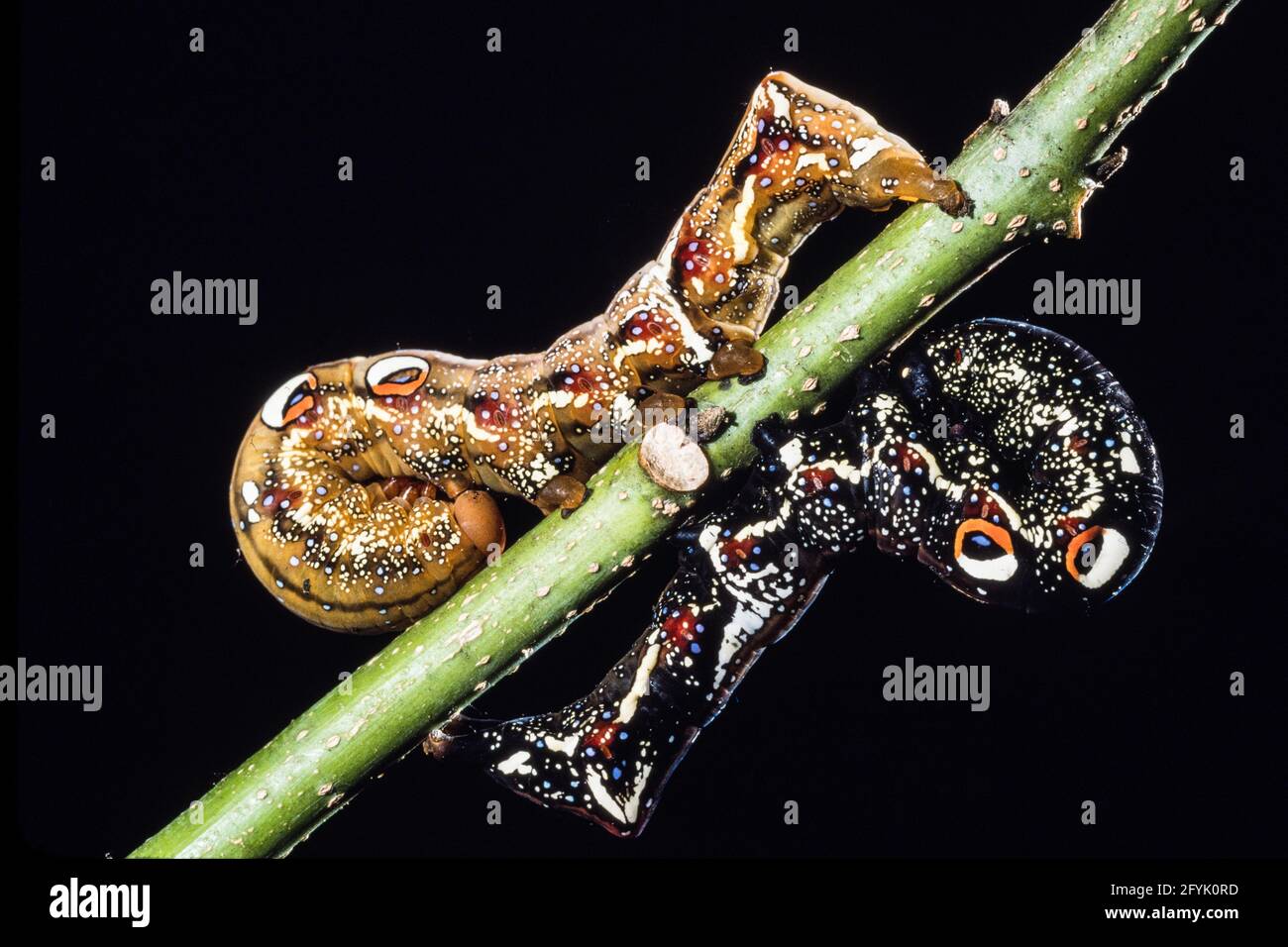 The colorful caterpillar or larva of the Common Fruit-piercing Moth, Eudocima phalonia, on Guam.  Note the protective eye spots. Stock Photo