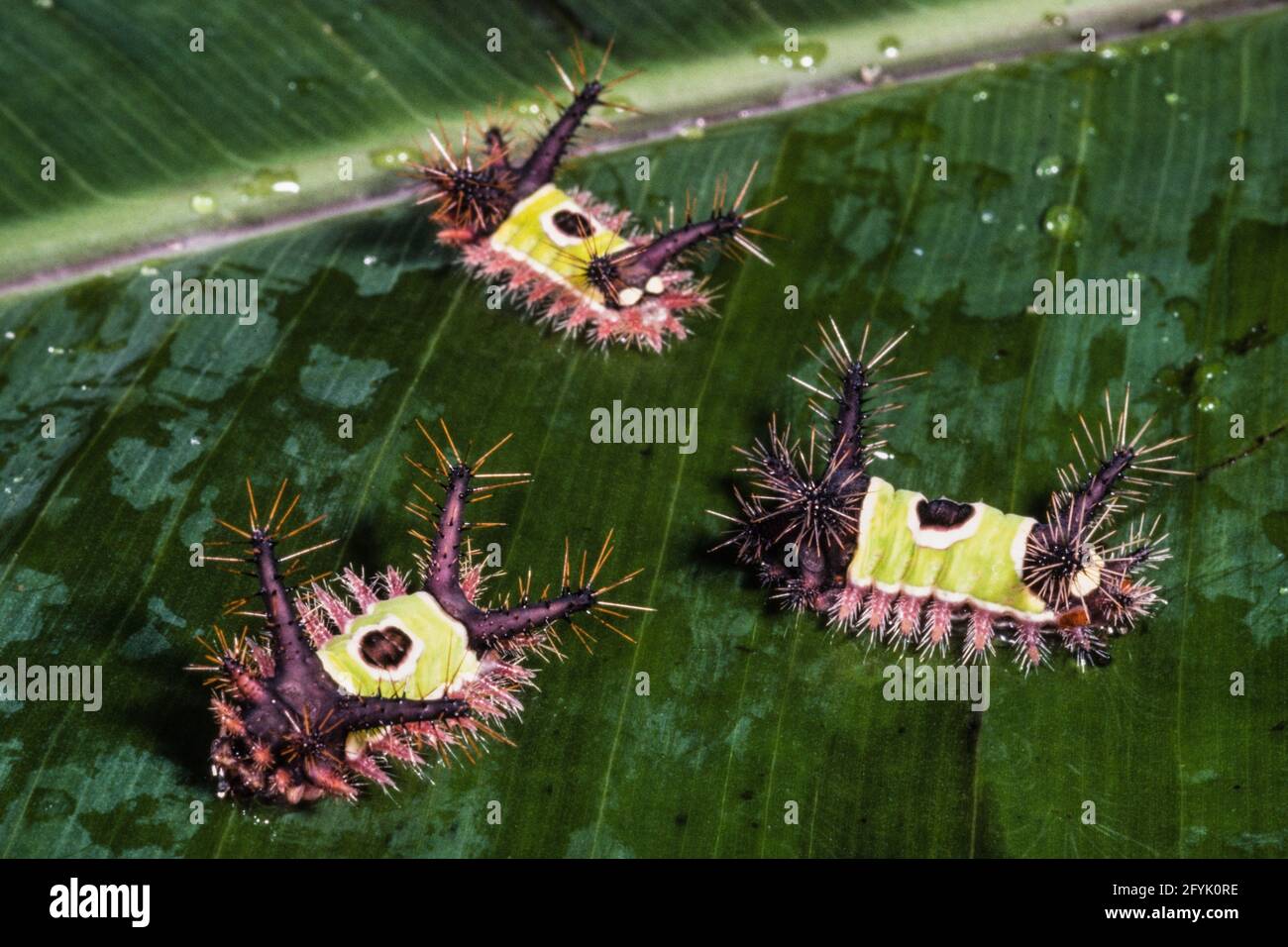 The caterpillars of the Saddleback Caterpillar Moth are venomous with urticating spines that cause a very painful sting. Stock Photo