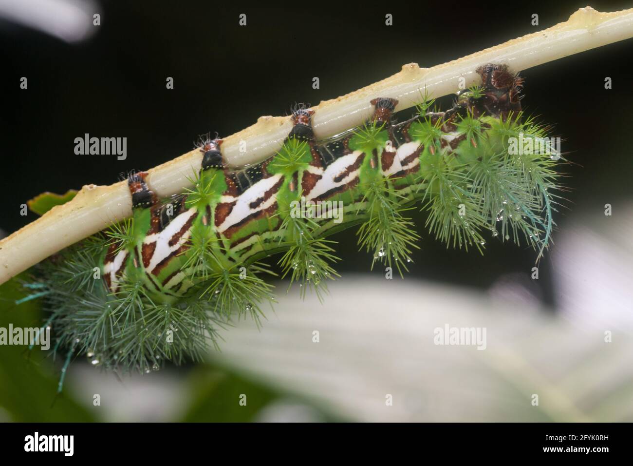The larva or caterpillar of the Silk Moth, Automeris zugana, on a ...