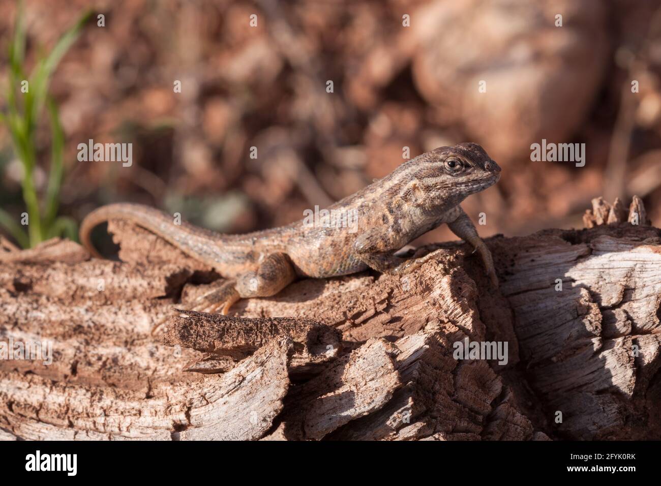 The Northern Sagebrush Lizard, Sceloporus graciosus graciosus, is a subspecies of the Common Sagebrush Lizard. Stock Photo