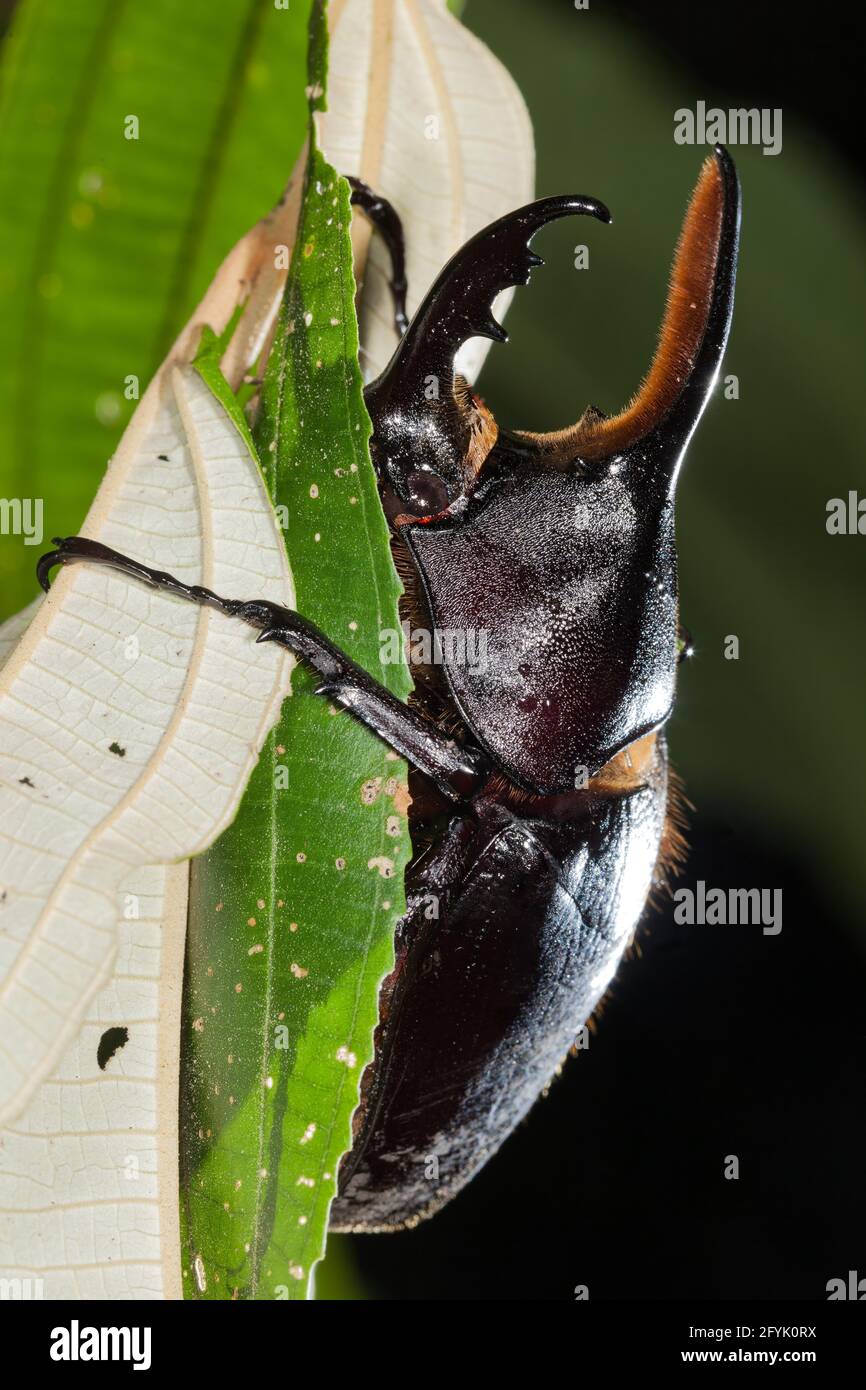 A large male Hercules Beetle, Dynastes hercules, in Tortuguero National