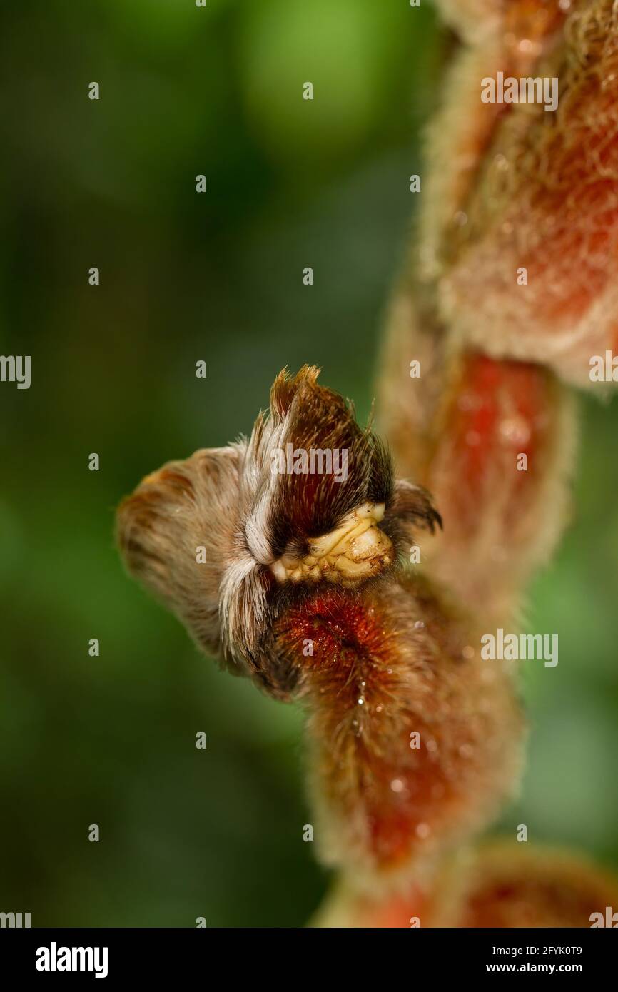 Puss Moth Caterpillar of the Southern Flannel Moth, Megalopyge opercularis, on a hairy heliconia plant in the rainforest of Costa Rica. Stock Photo