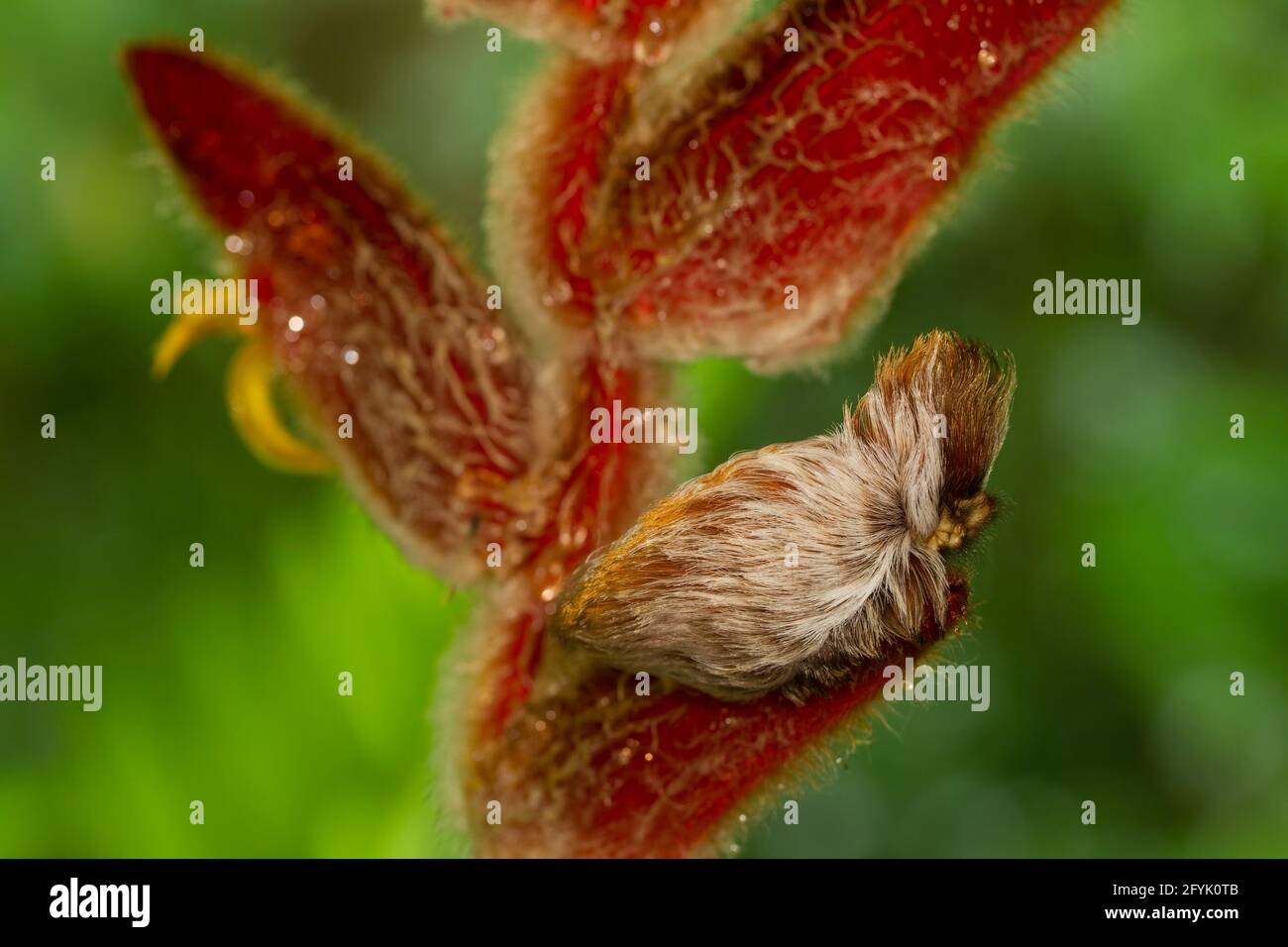 Puss Moth Caterpillar of the Southern Flannel Moth, Megalopyge opercularis, on a hairy heliconia plant in the rainforest of Costa Rica. Stock Photo