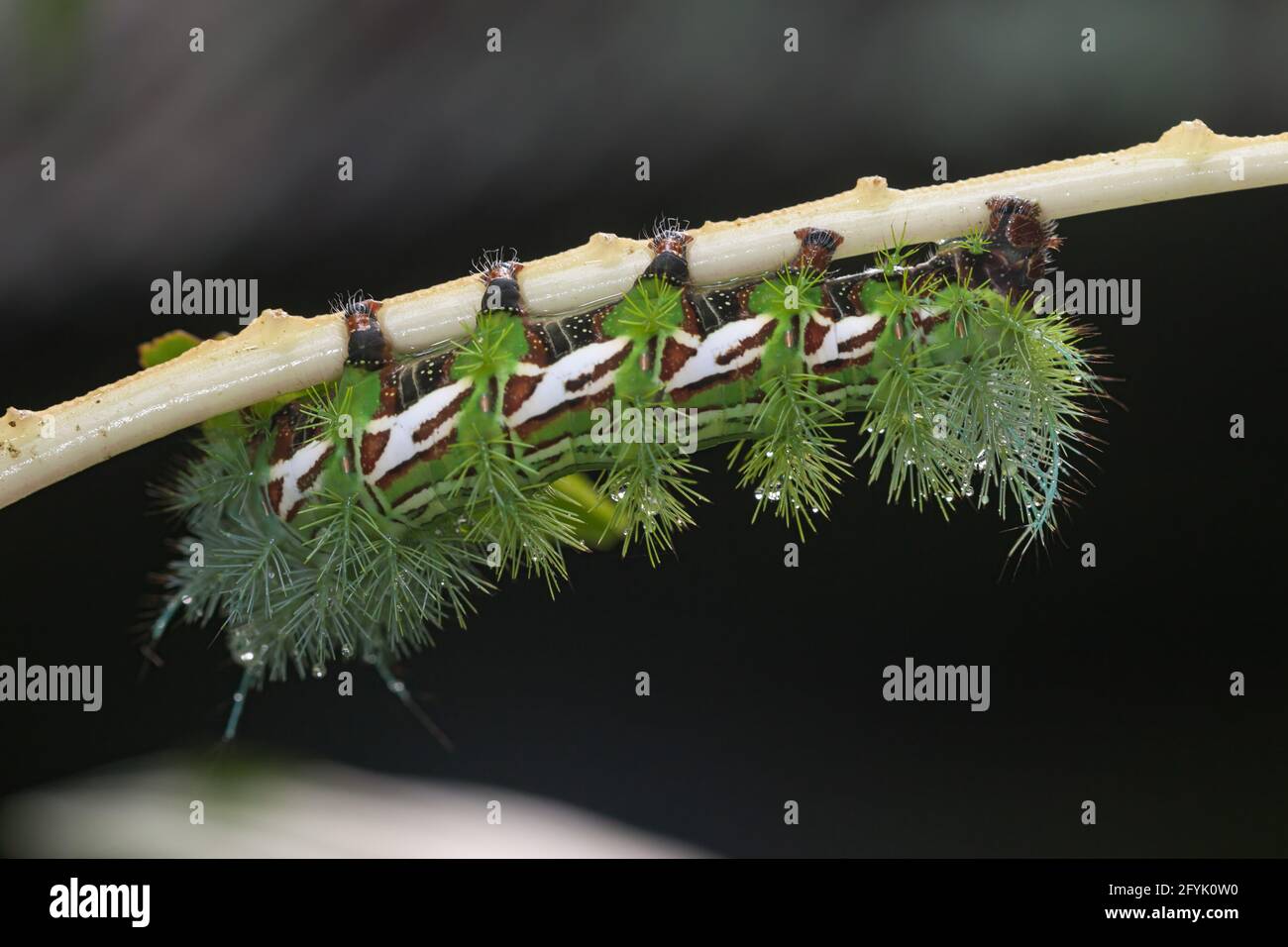 The larva or caterpillar of the Silk Moth, Automeris zugana, on a ...