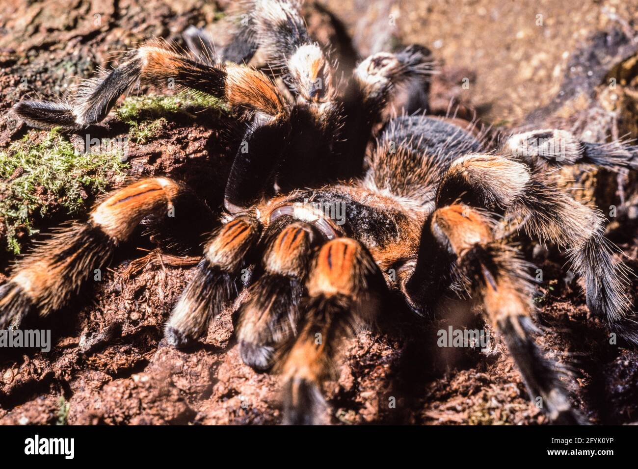 A Mexican Redknee Tarantula in the London Zoo.  Native to deserts and scrublands of Mexico.  Can live up to 20 years. Stock Photo