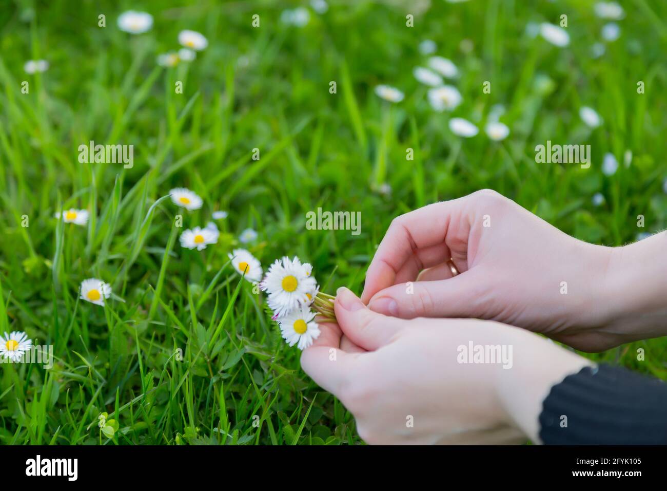 Female hands pluck amazing daisies growing in a meadow with wildflowers