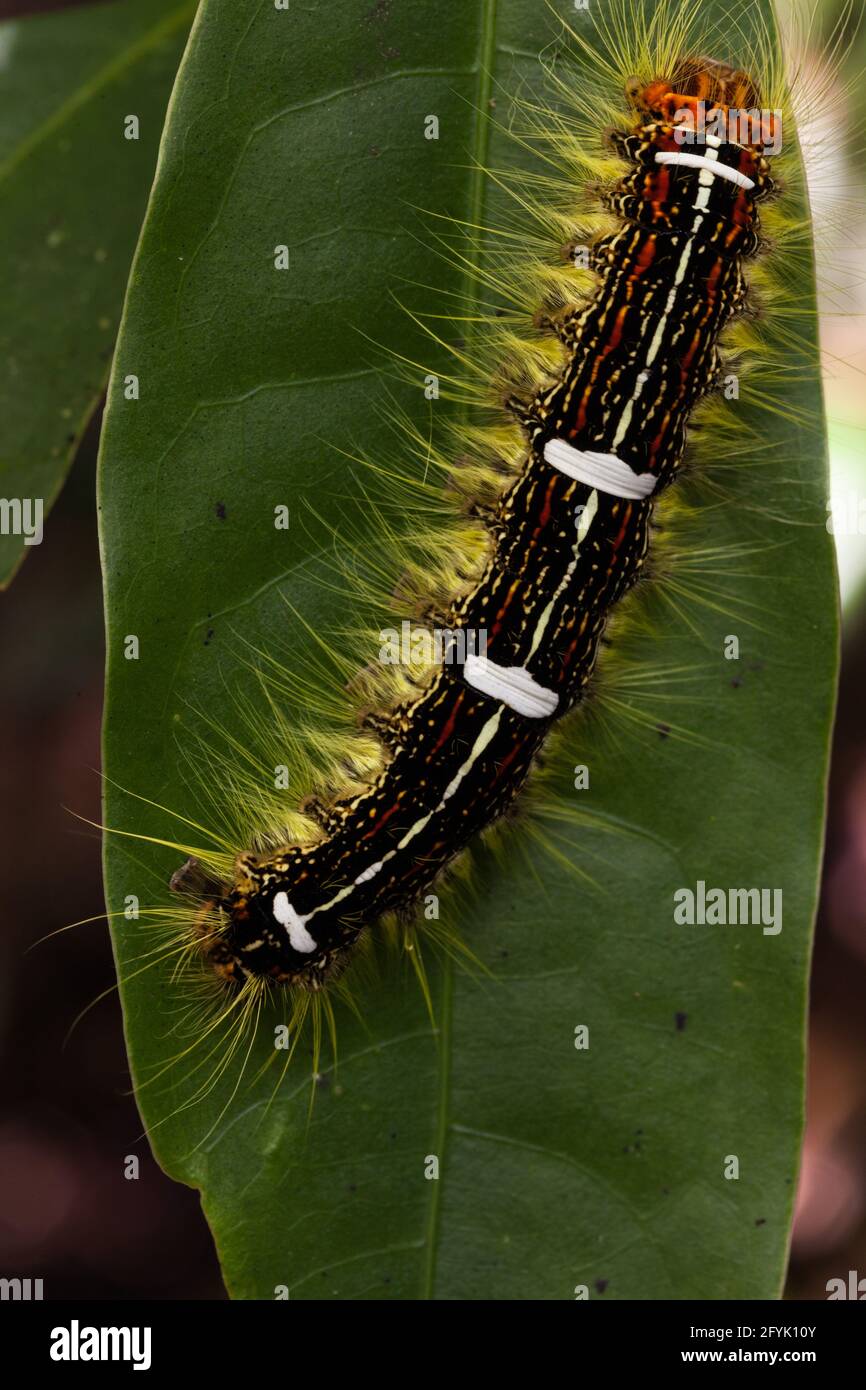 A caterpillar or larva of a Snout Moth or Lappet Moth species, Genus Euglyphis, on a leaf in the cloud forest of Costa Rica. Stock Photo
