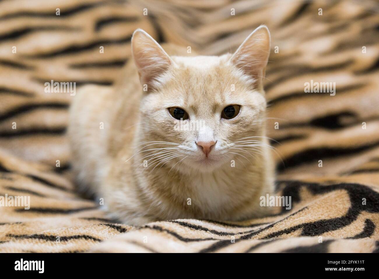 Red cat lying on the couch Stock Photo