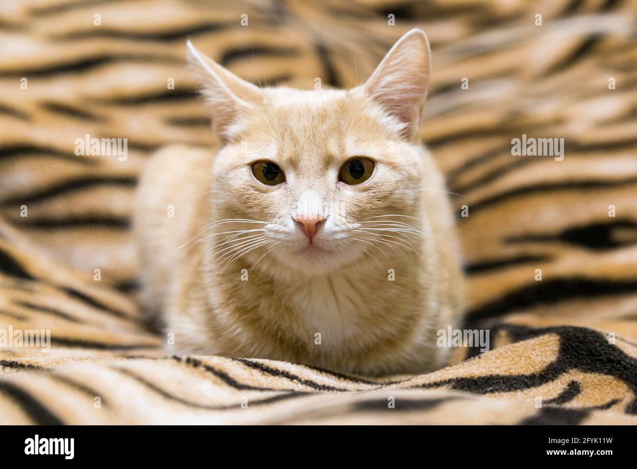 Red cat lying on the couch Stock Photo
