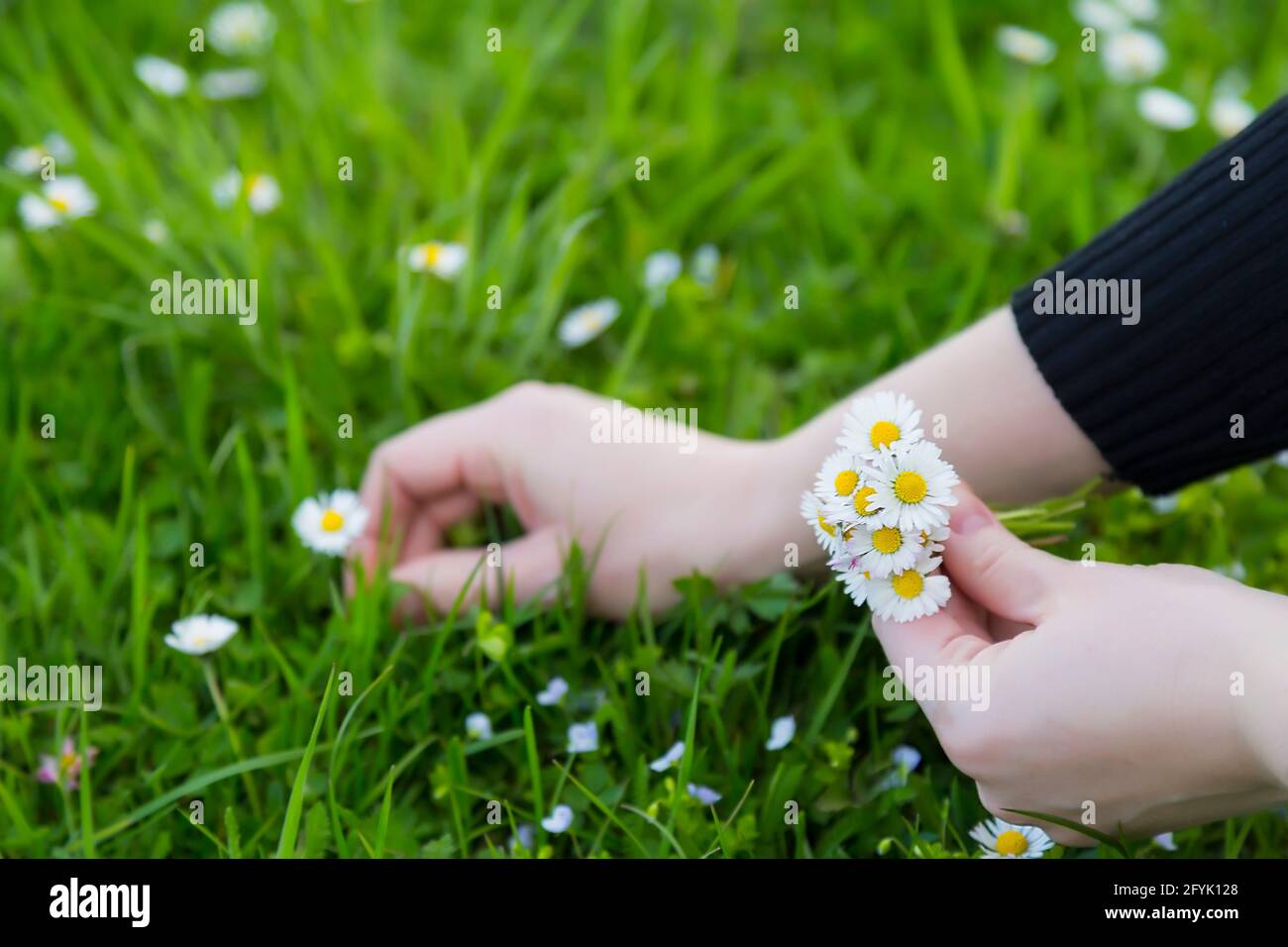 Female hands pluck amazing daisies growing in a meadow with wildflowers. Someone wants to keep the green symbol of good luck. Stock Photo