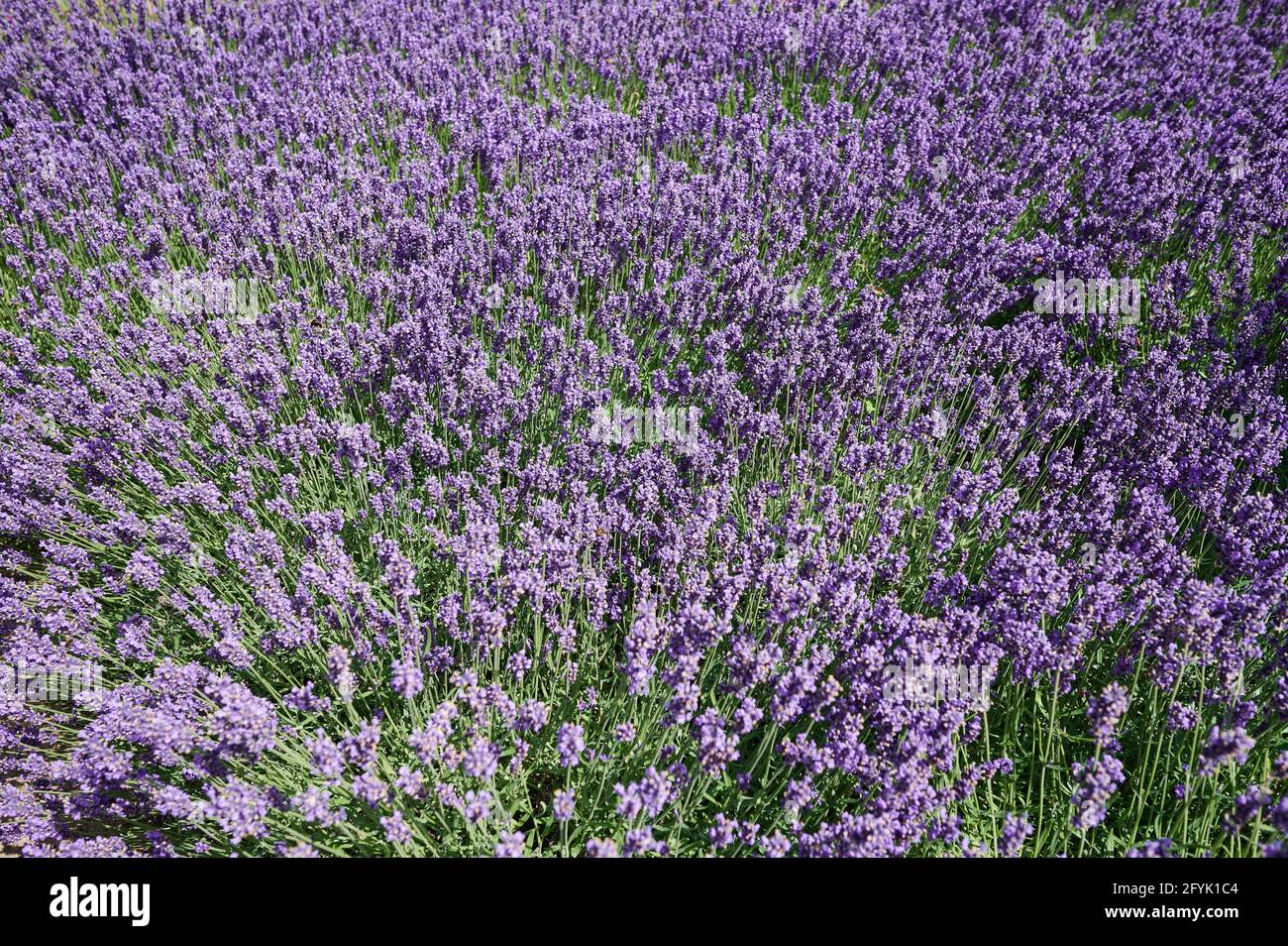 Purple lavender plant background. Big field of blossom lavander flower Stock Photo
