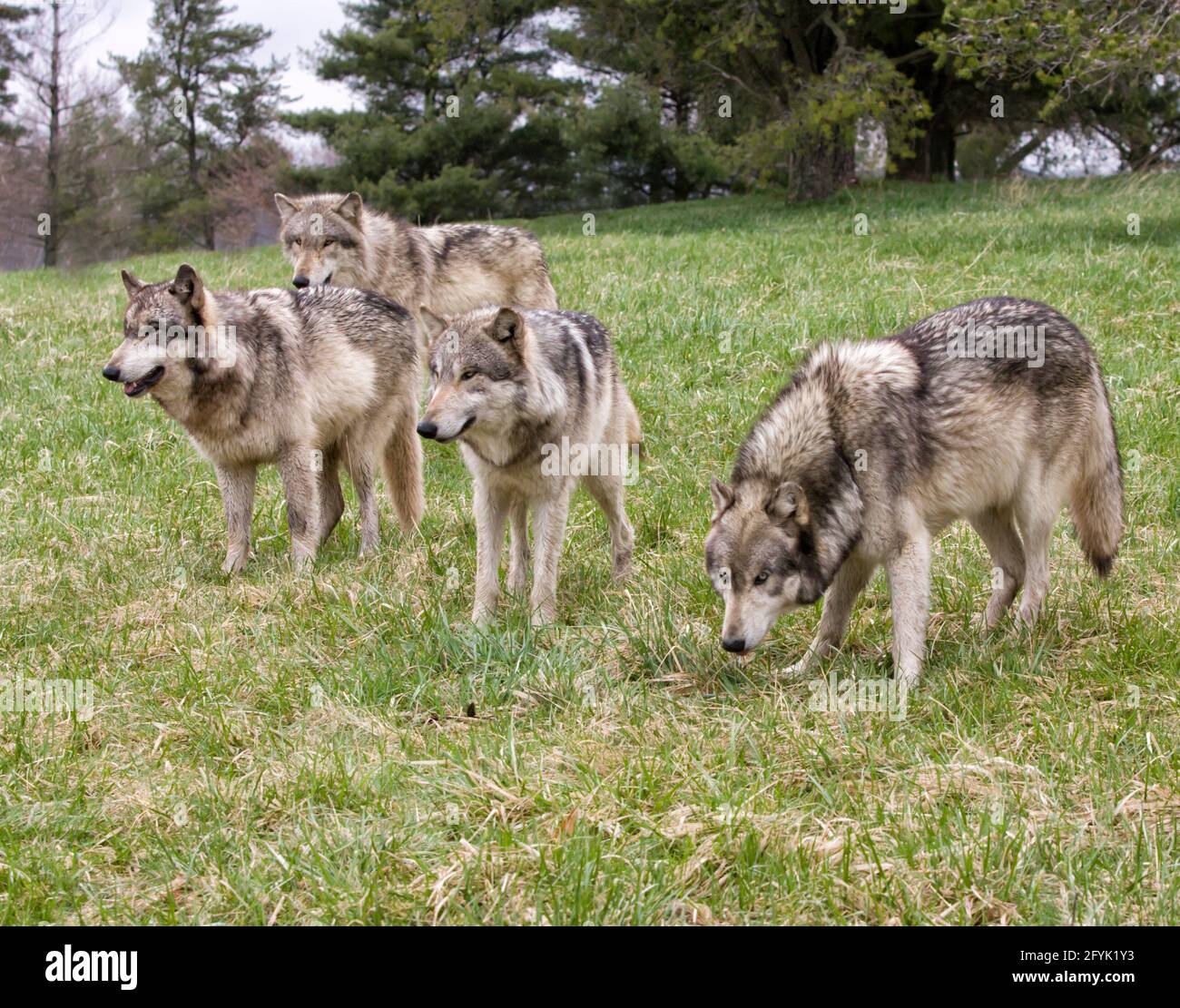 Wolf Pack in a Meadow Stock Photo