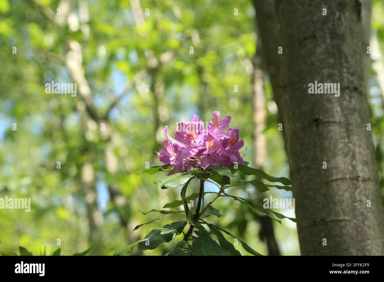 Pink rhododendron in Chrislocks Wood, Dunkirk Road, Winterbourne, Boughton under Blean, Canterbury, Kent, England, United Kingdom Stock Photo