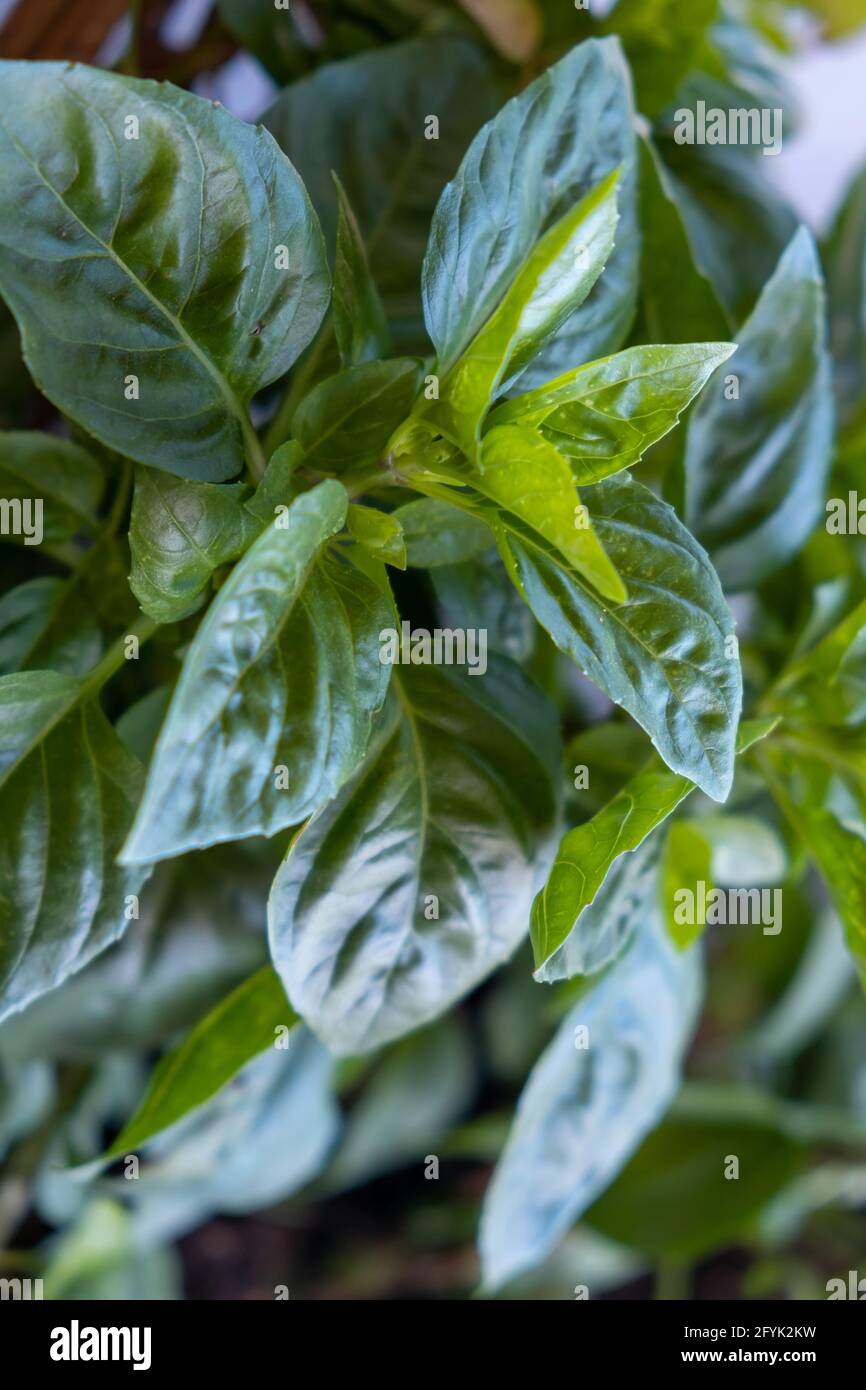 Basil broadleaf fresh green aromatic plant ocimum basilicum background