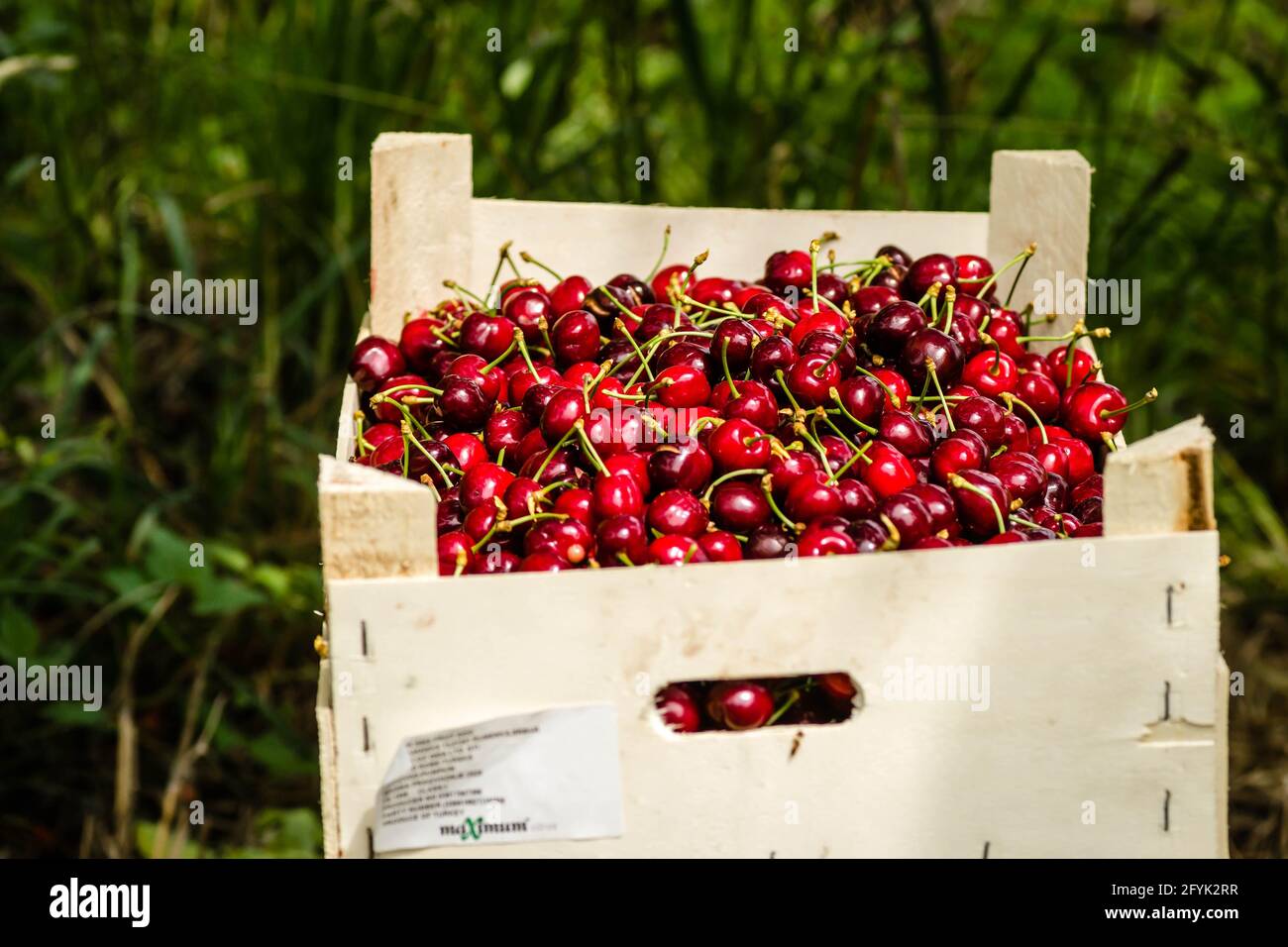 Picked Red Ripe Cherry Fruits In A Wooden Box On A Plantation In Novi Sad Serbia Stock Photo Alamy Picked Red Ripe Cherry Fruits In A Wooden Box On A Plantation In Novi Sad Serbia Stock Photo Alamy