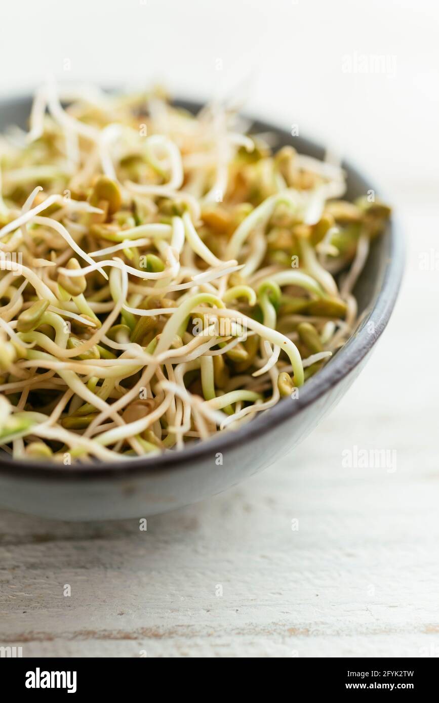 Fresh Fenugreek sprouts in a bowl. Stock Photo