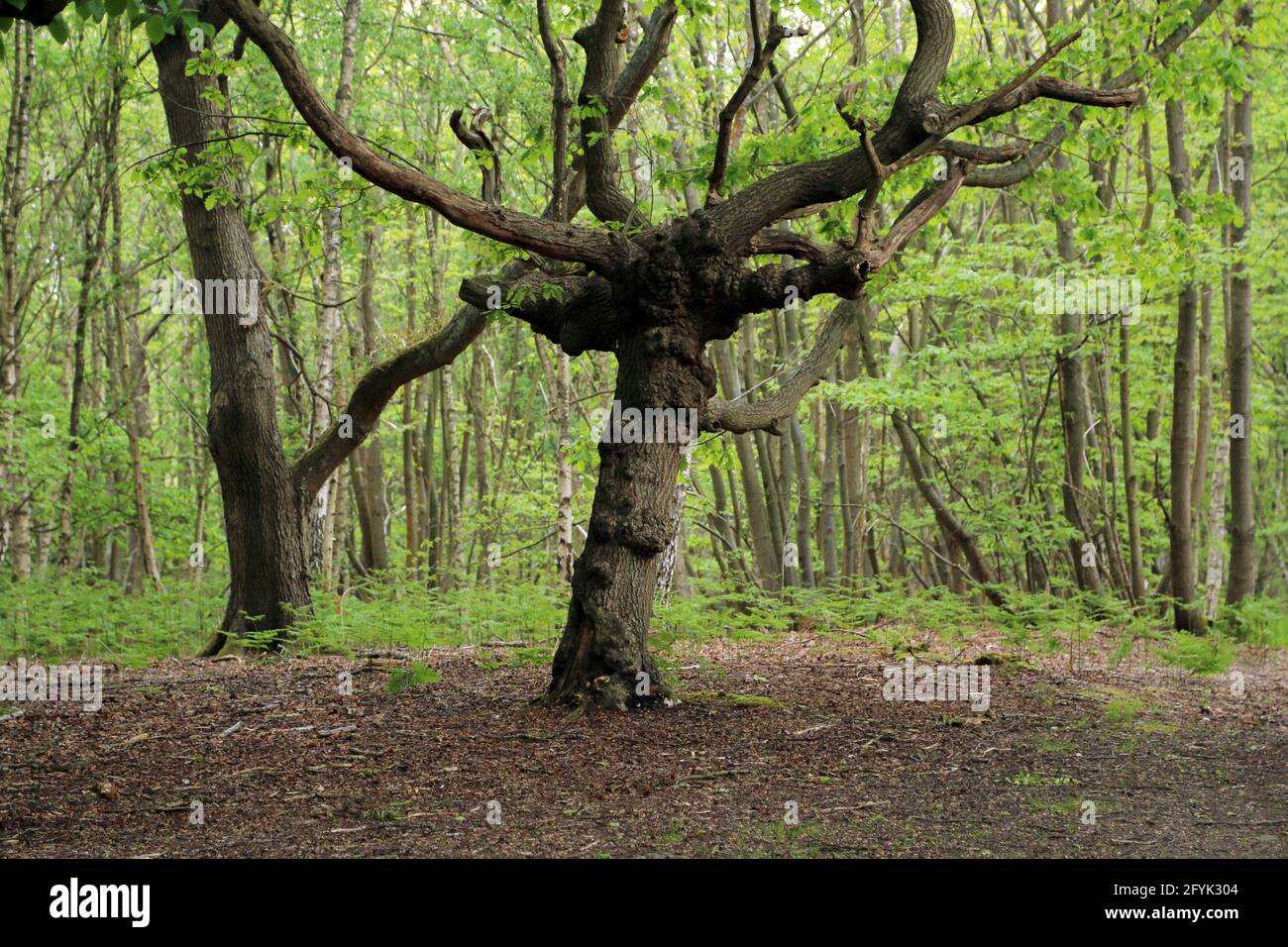 Oak tree in Denstead Woods part of Blean Woods near Chartham Hatch, Canterbury, Kent, England, United Kingdom Stock Photo