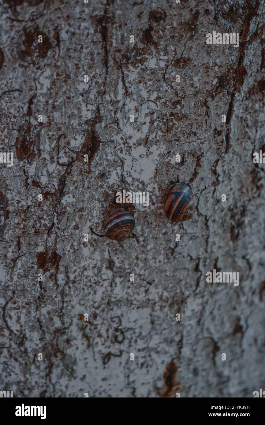 Vertical Insects Vertical shot of an insect on tree bark Stock Photo - Alamy