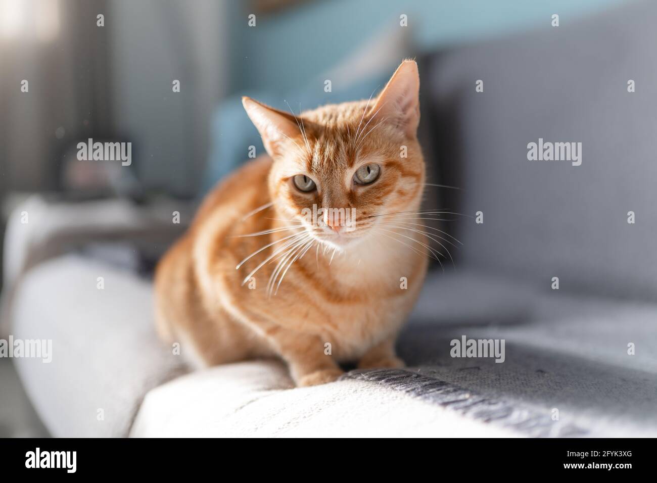 brown tabby cat with green eyes lying on a sofa Stock Photo - Alamy