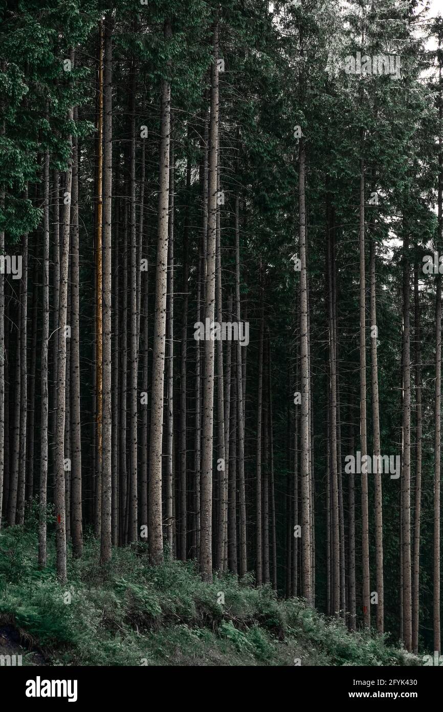 Vertical shot high fir hi-res stock photography and images - Alamy