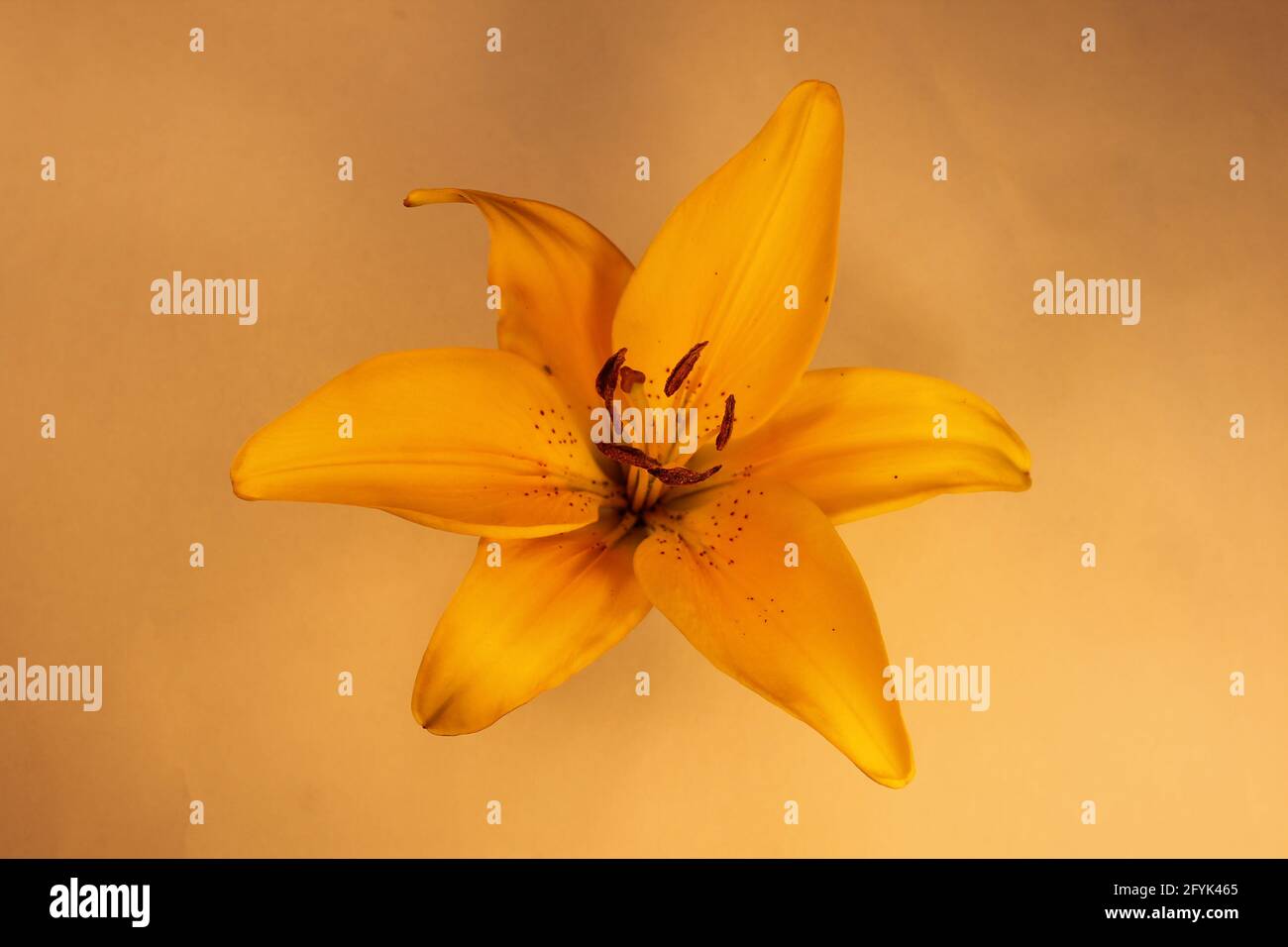 Close up of a deep rich yellow lily flower head .isolated on a golden yellow background. Macro photography Stock Photo